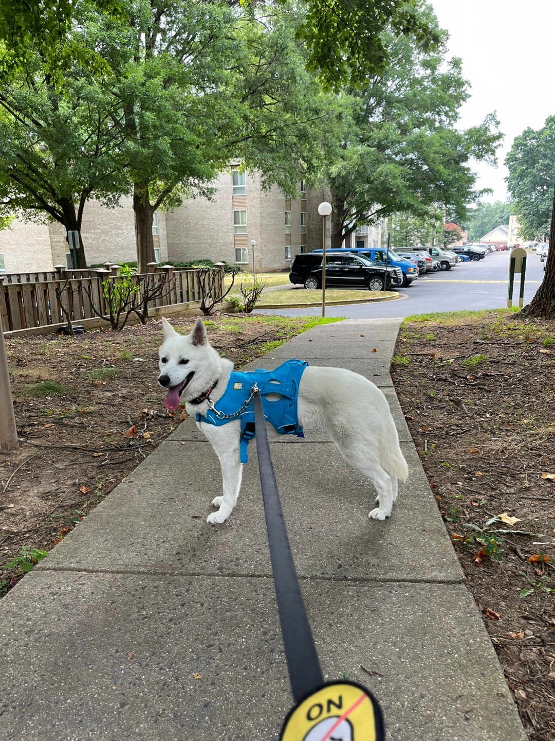 Roy, a Adoptable mixed breed in Ithaca, NY image 3/4