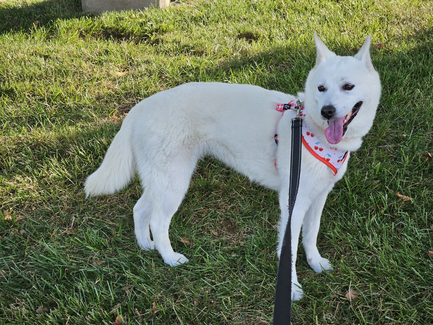 Roy, Adoptable, Adult Female Jindo.