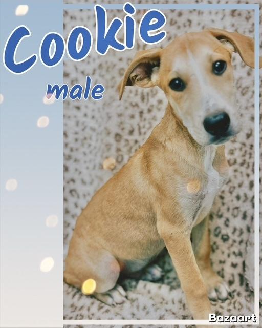 Cookie