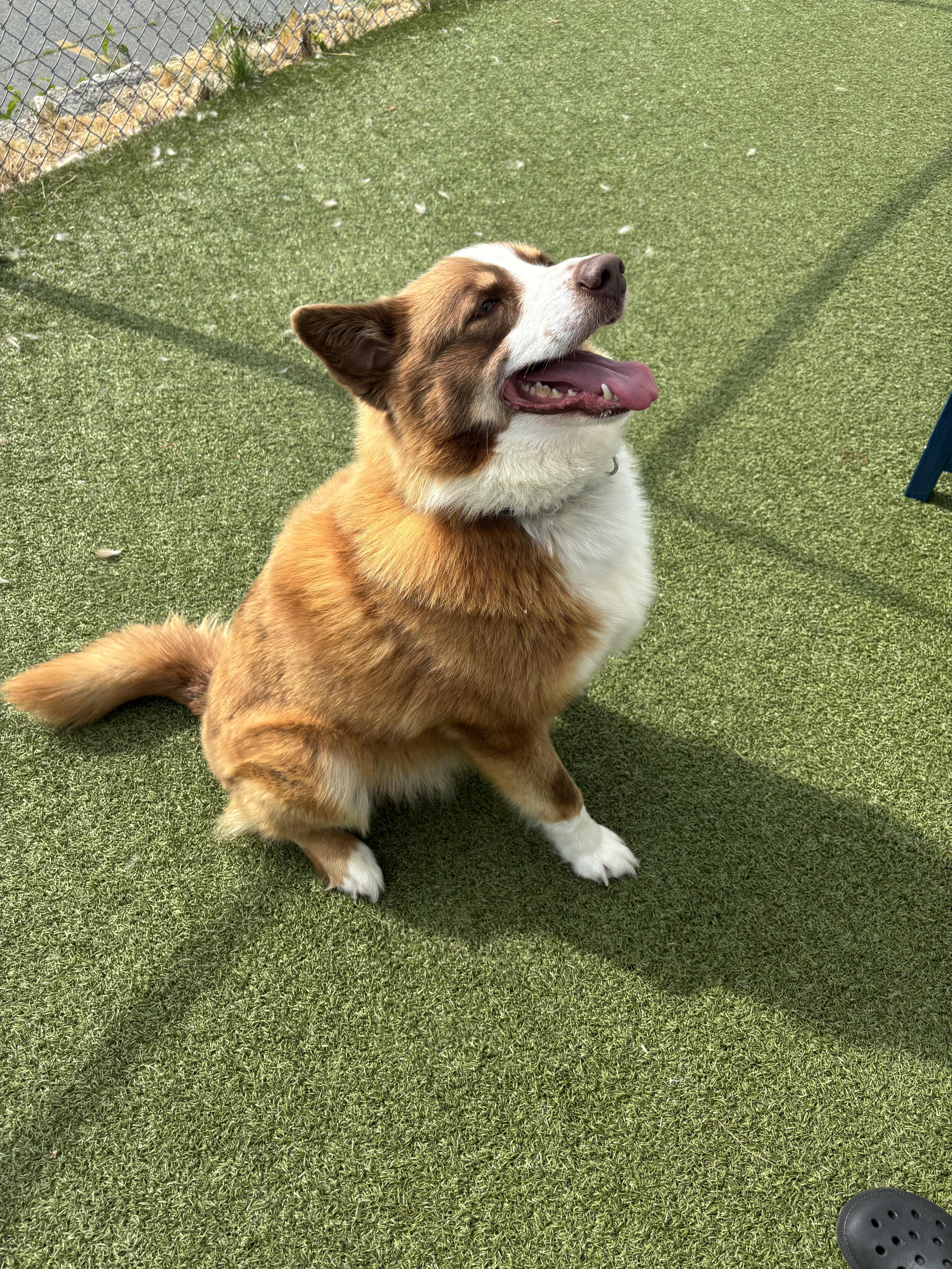 Jett, ADOPTABLE, Adult Male Mixed Breed.