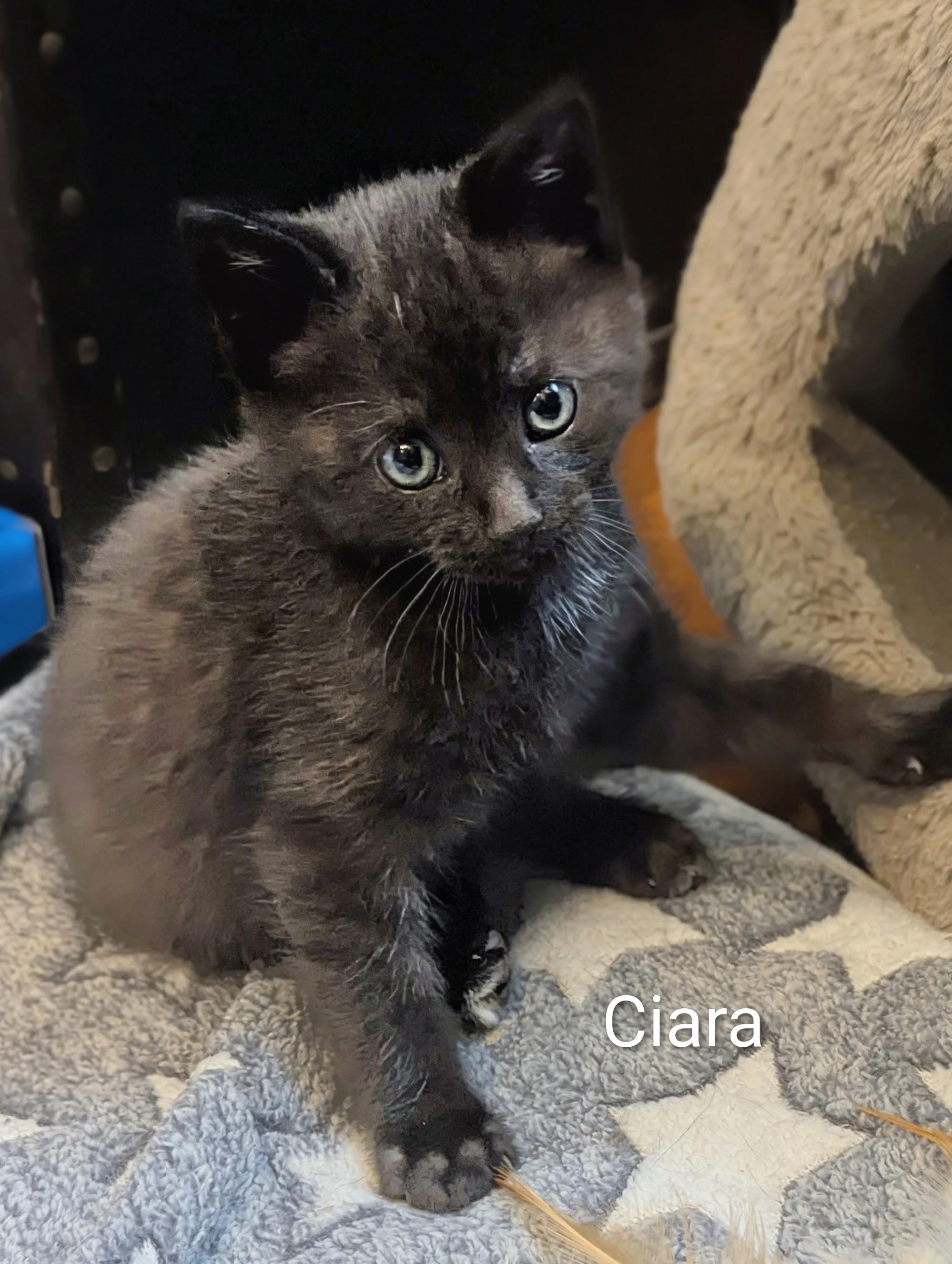 Ciara, an adopted mixed breed in North Billerica, MA image 3/3