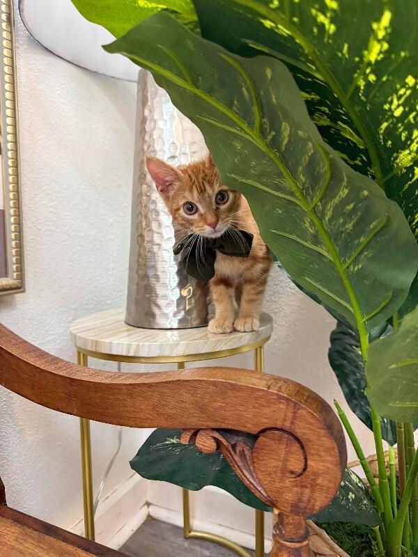 Groot Guardians — thumbnail 2