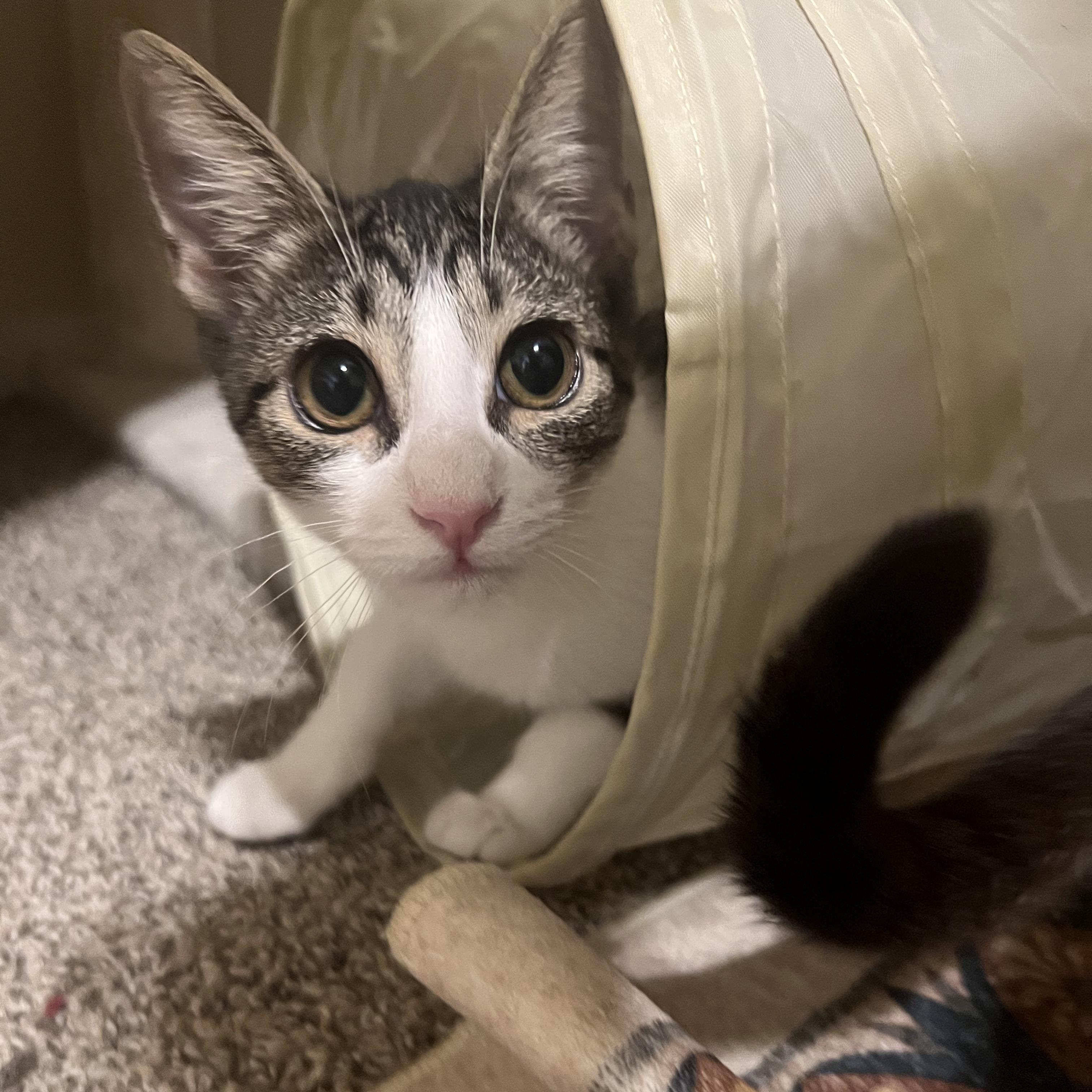 Rhubarb, Adoptable, Kitten Female Domestic Short Hair.