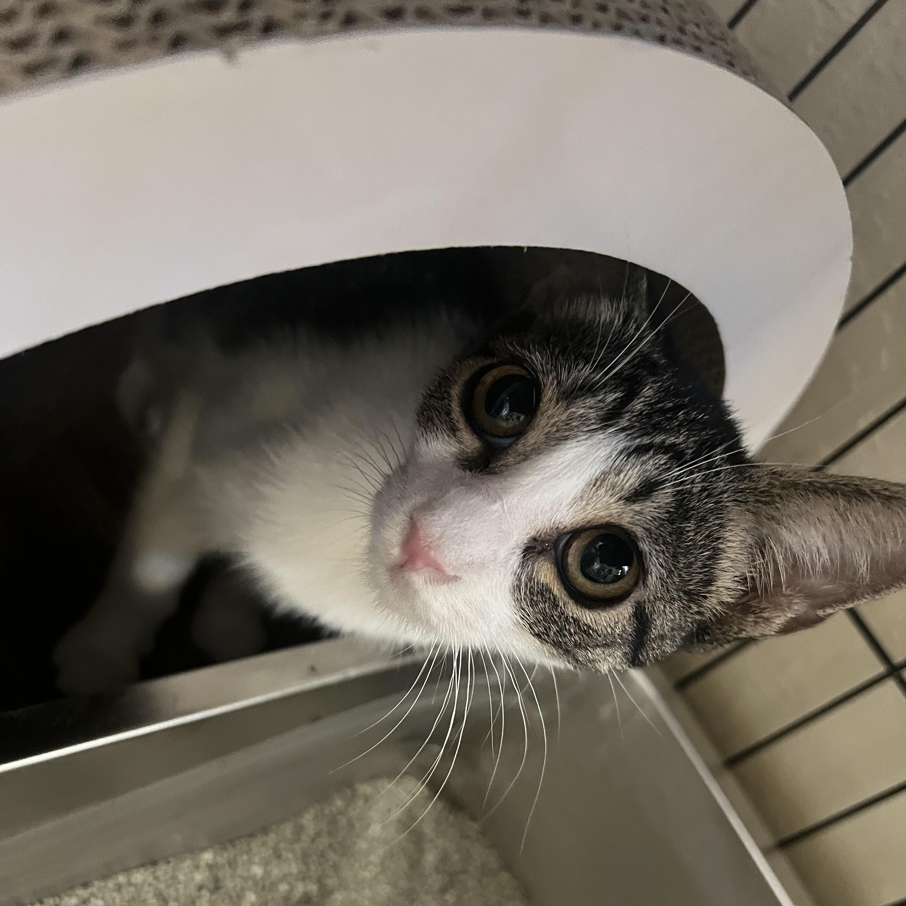 Enlarge Rhubarb, a Adoptable Domestic Short Hair in Chandler, AZ image 2/4