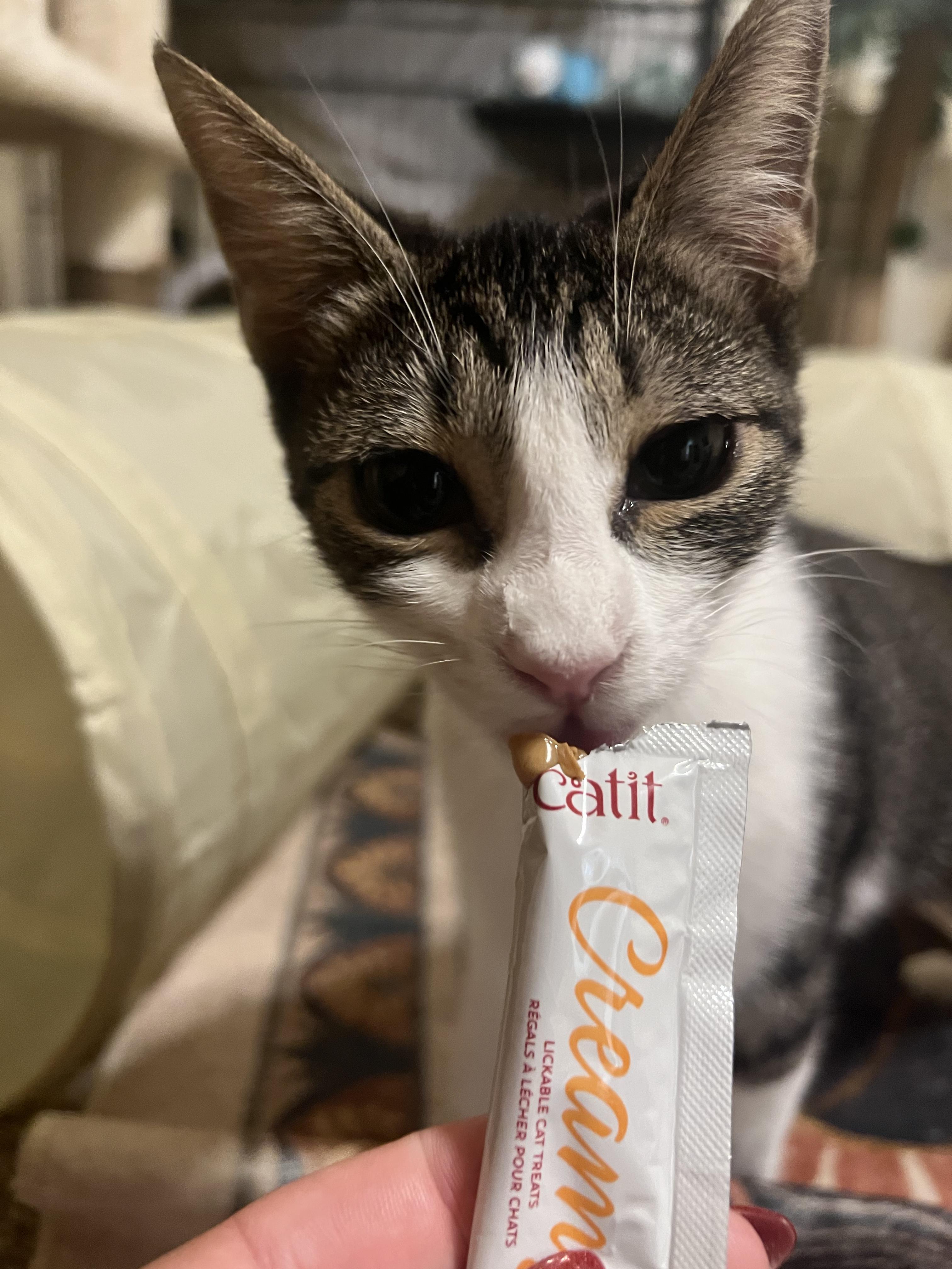 Enlarge Rhubarb, a Adoptable Domestic Short Hair in Chandler, AZ image 4/4
