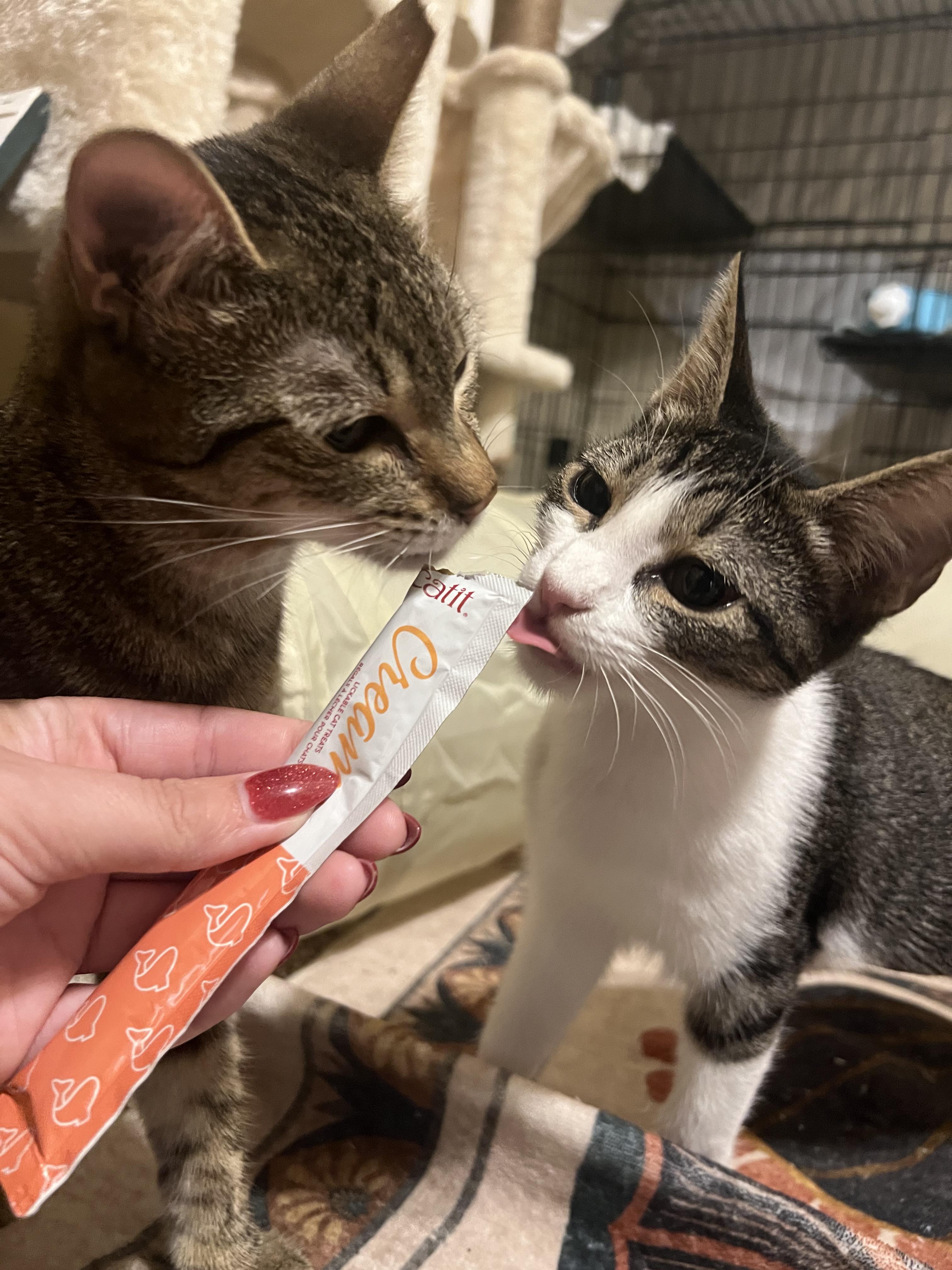 Enlarge Rhubarb, a Adoptable Domestic Short Hair in Chandler, AZ image 3/4