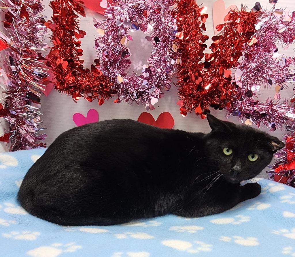 Oliver, Adoptable, Adult Male Domestic Short Hair.