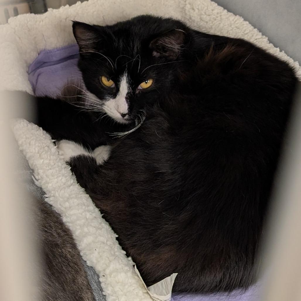 Enlarge GS Cat 23 / Bean, a Adoptable Domestic Long Hair in Buchanan Dam, TX image 1/2