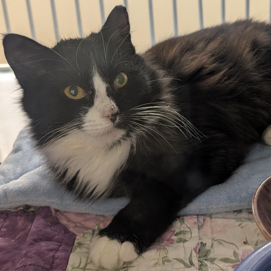 Enlarge GS Cat 23 / Bean, a Adoptable Domestic Long Hair in Buchanan Dam, TX image 2/2