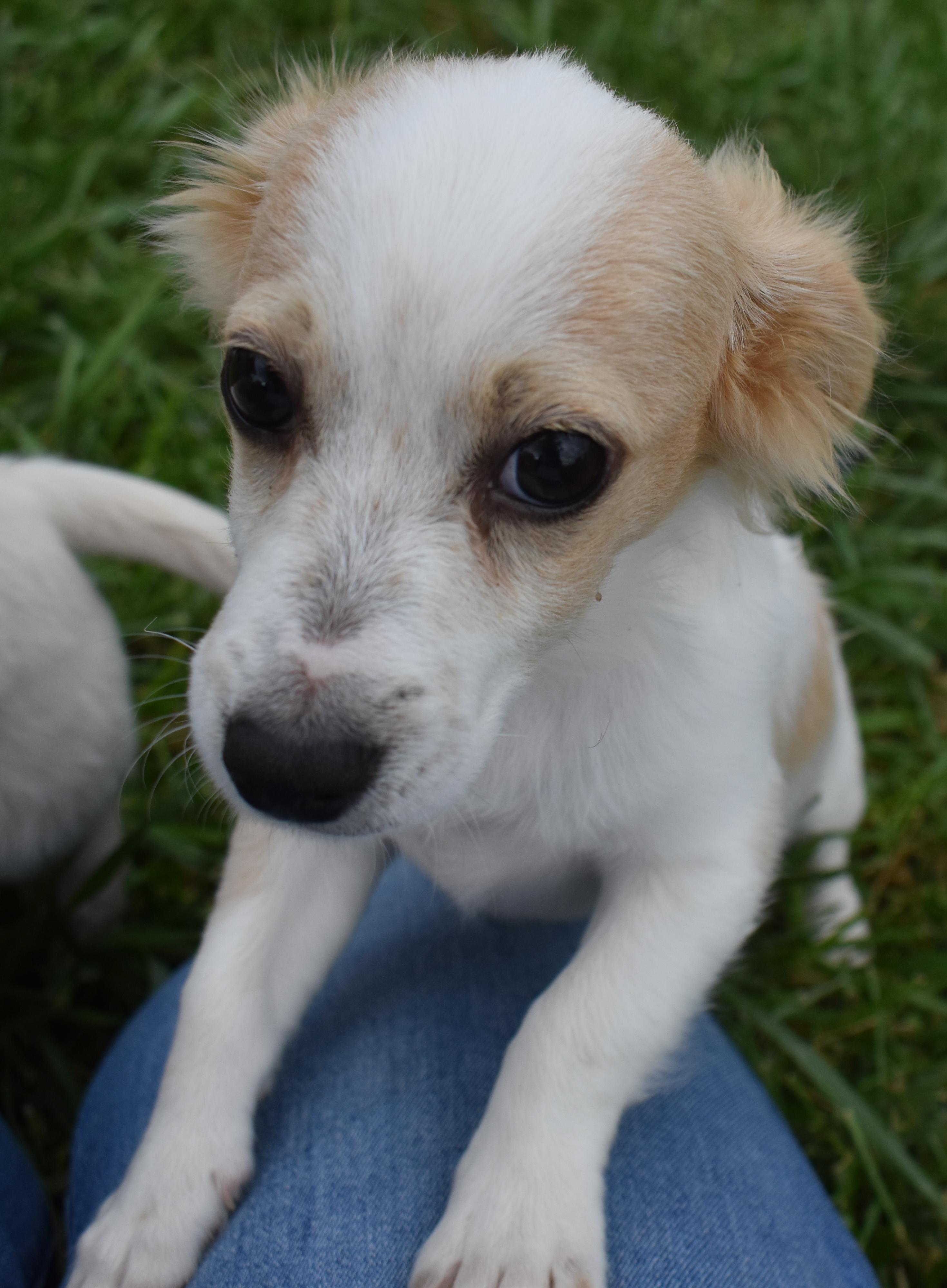Pike, a Adopted mixed breed in Pasco, WA image 4/5