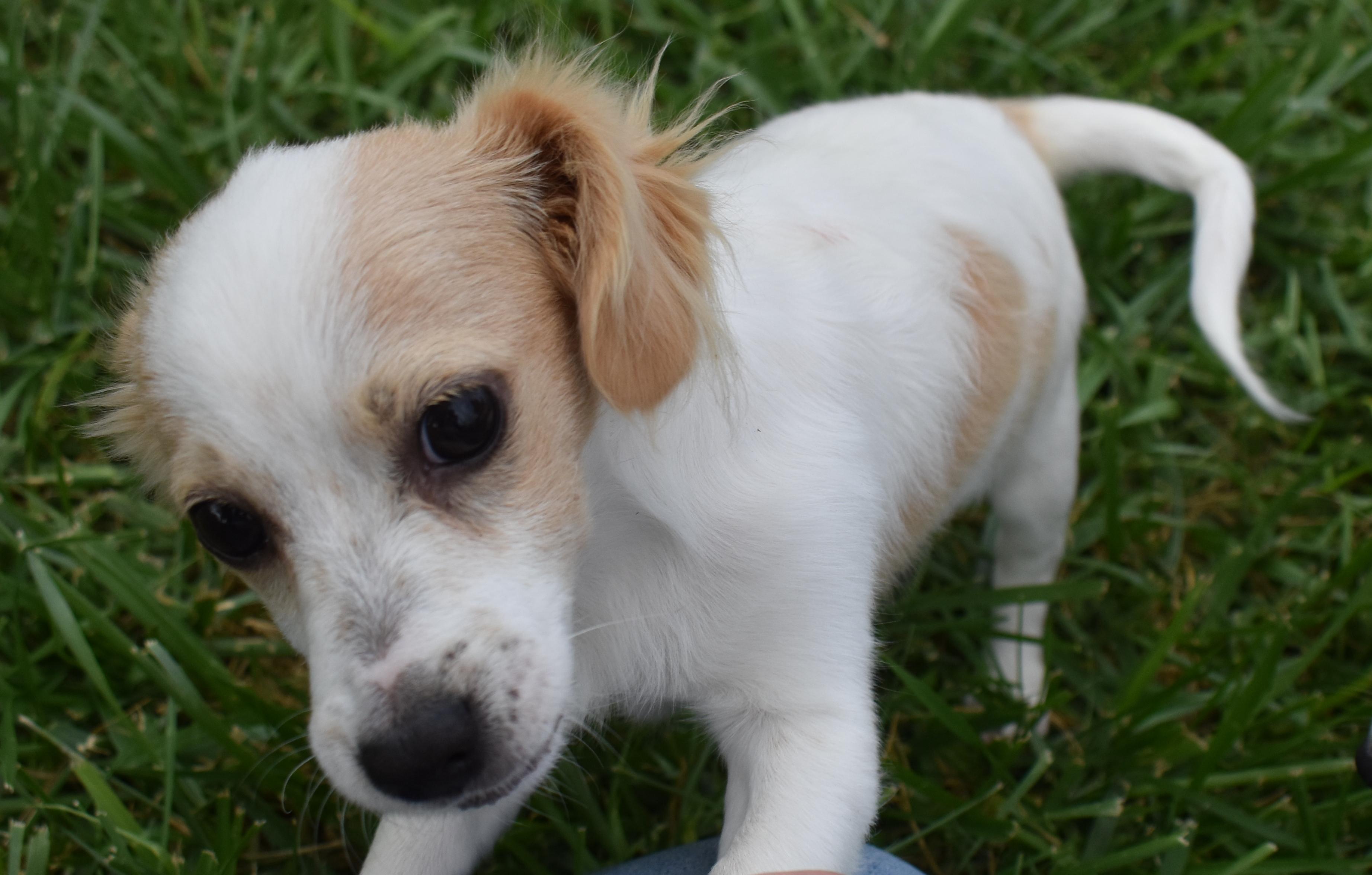 Pike, a Adopted mixed breed in Pasco, WA image 3/5