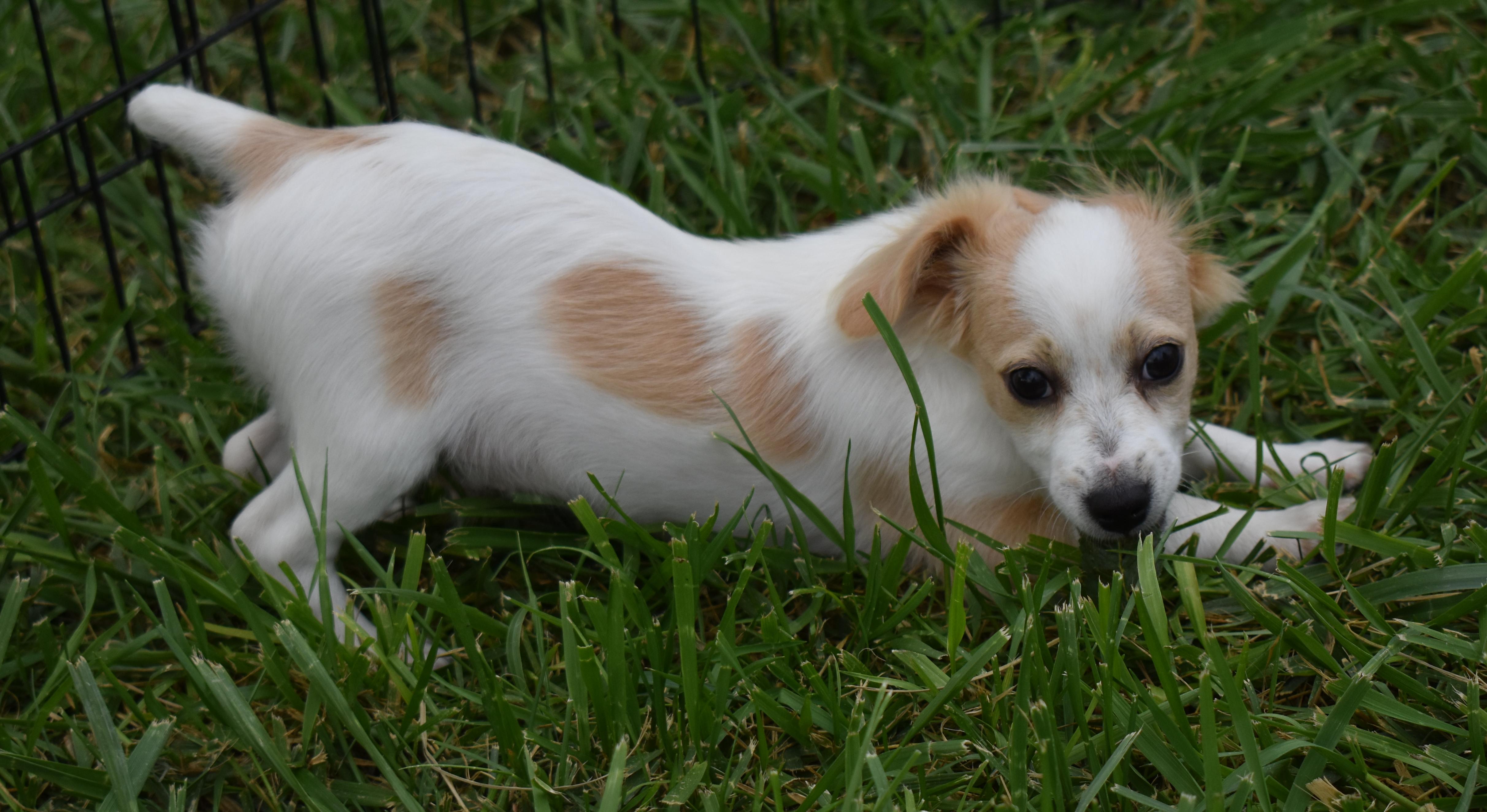 Pike, a Adopted mixed breed in Pasco, WA image 2/5