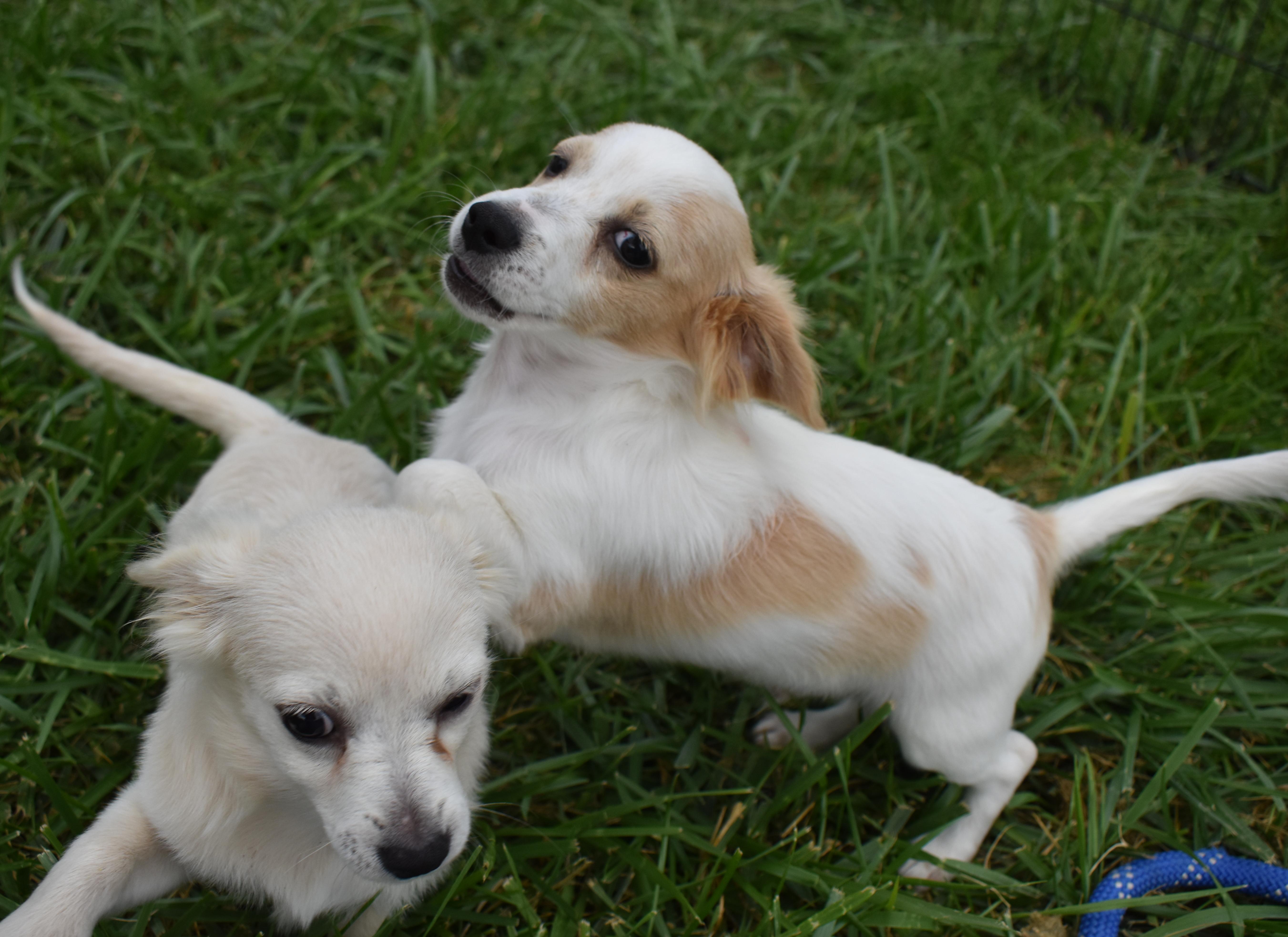 Pike, a Adopted mixed breed in Pasco, WA image 5/5