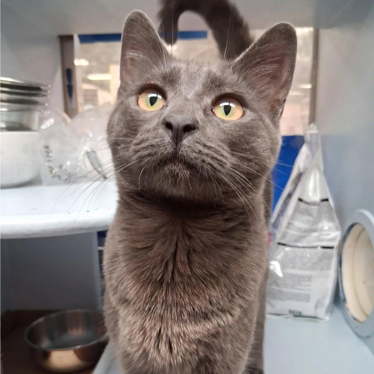 Enlarge Gio, a Adoptable Domestic Short Hair in HANSON, MA image 1/1