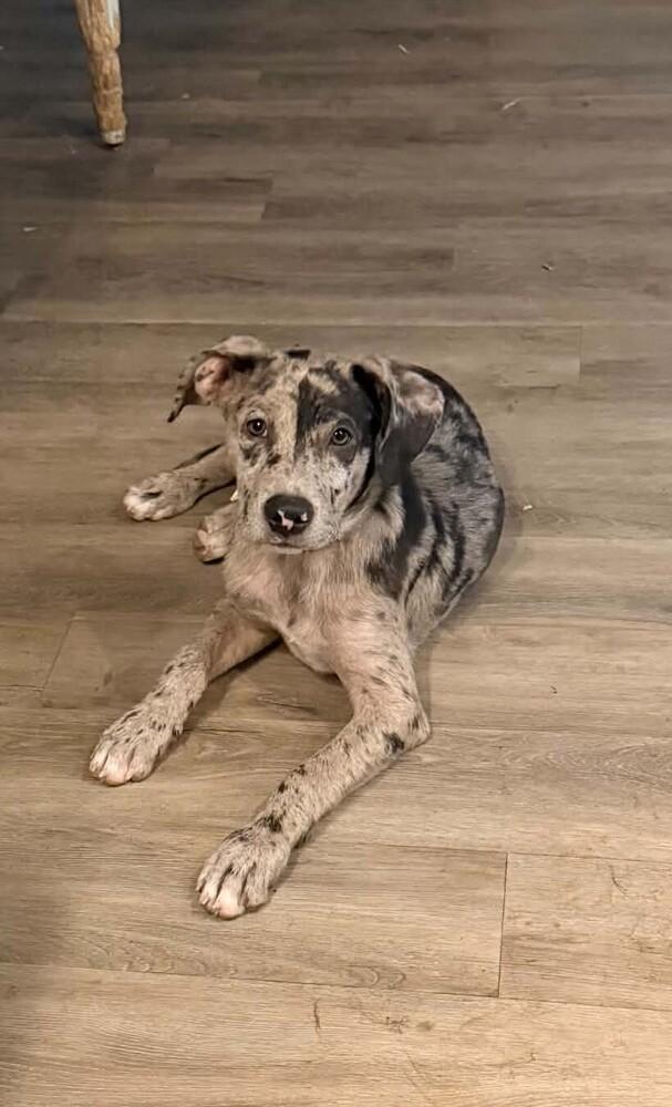 Berkeley, Adoptable, Puppy Male Catahoula Leopard Dog.