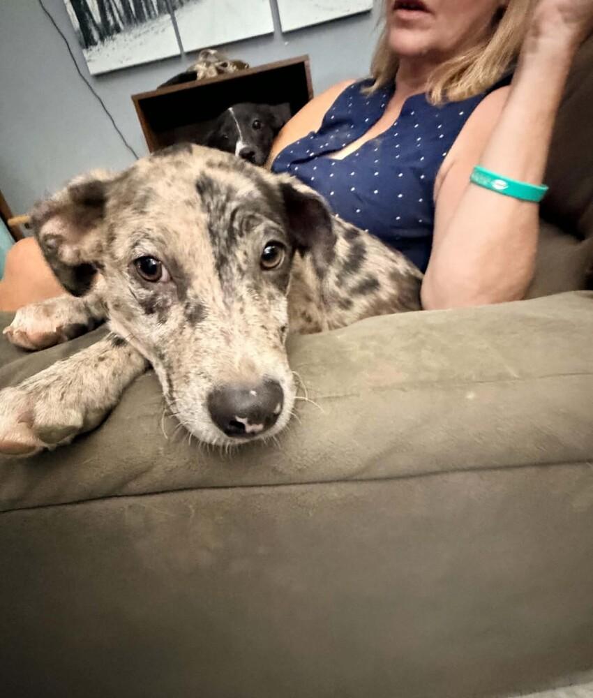 Enlarge Berkeley, a Adoptable mixed breed in Peoria, IL image 2/5