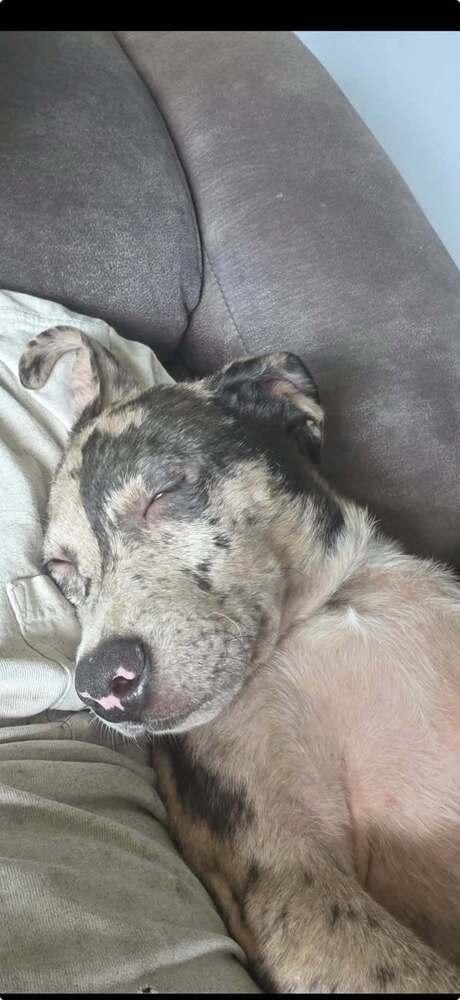 Enlarge Berkeley, a Adoptable mixed breed in Peoria, IL image 4/5