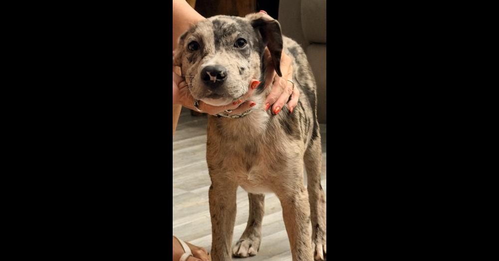 Enlarge Berkeley, a Adoptable mixed breed in Peoria, IL image 5/5