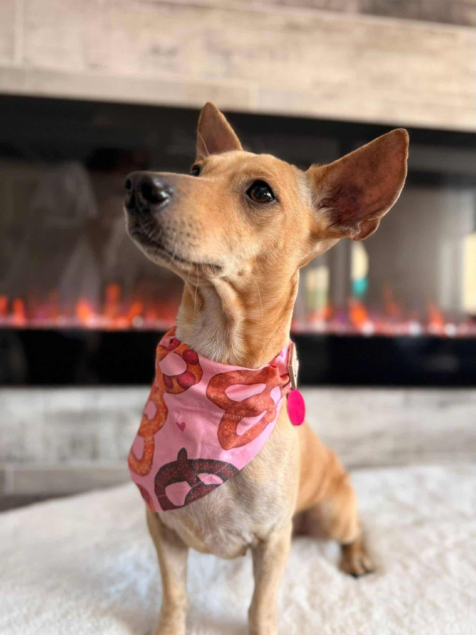 Gigi, ADOPTABLE, Young Female Chihuahua.