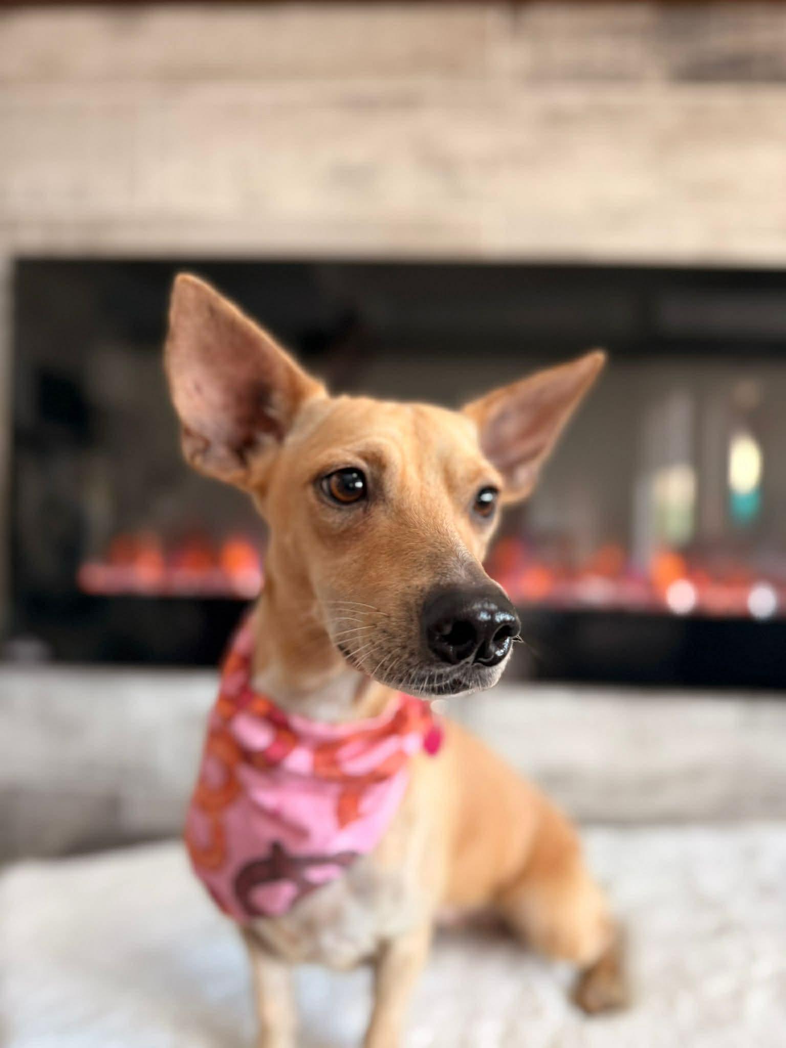 Enlarge Gigi, an adopted mixed breed in Edmonton, AB image 5/6