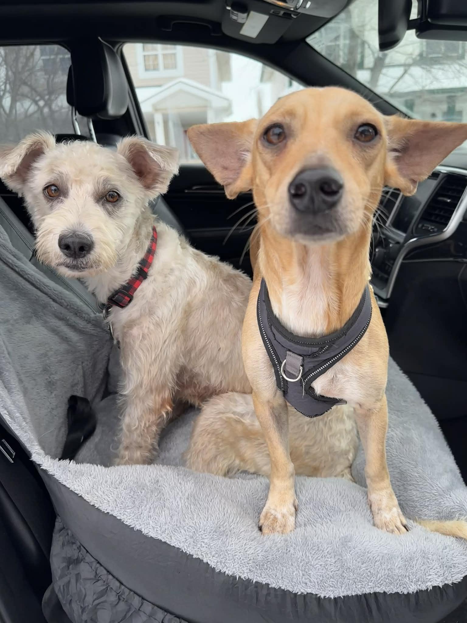 Enlarge Gigi, an adopted mixed breed in Edmonton, AB image 3/6