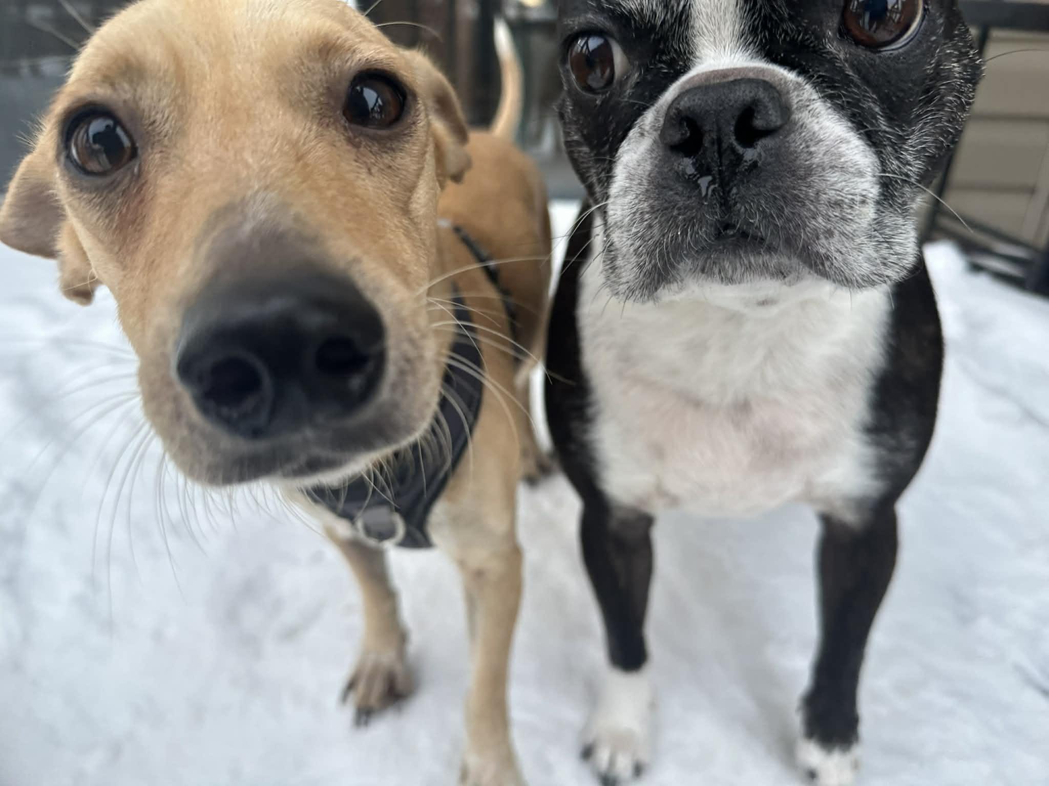 Enlarge Gigi, an adopted mixed breed in Edmonton, AB image 6/6