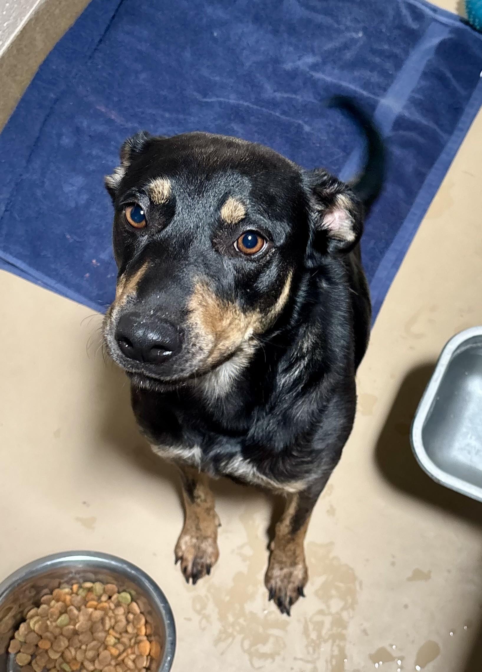 Enlarge Mocha, a Adoptable mixed breed in Sierra Vista, AZ image 1/1