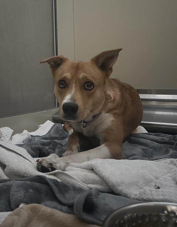 Lexus, Adoptable, Young Female Labrador Retriever & Australian Cattle Dog / Blue Heeler.