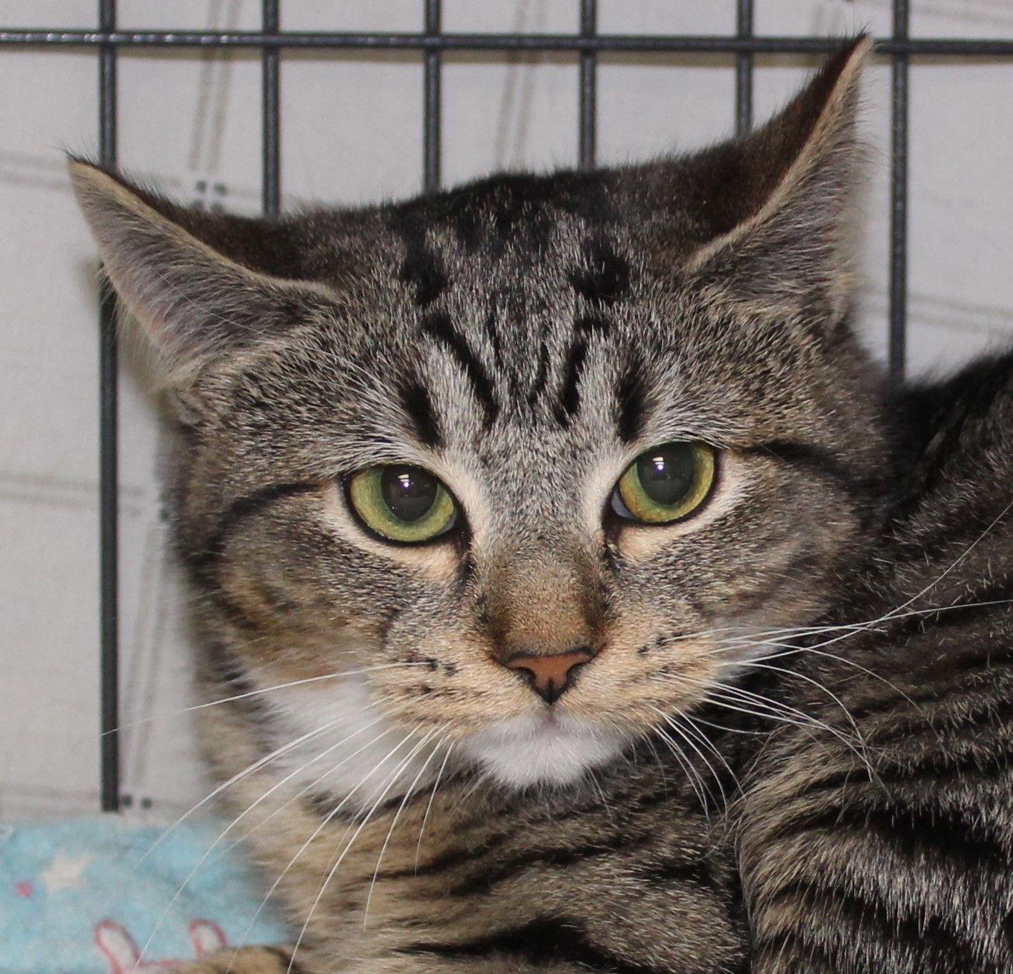 Serena, Adoptable, Kitten Female Tabby & Domestic Short Hair.