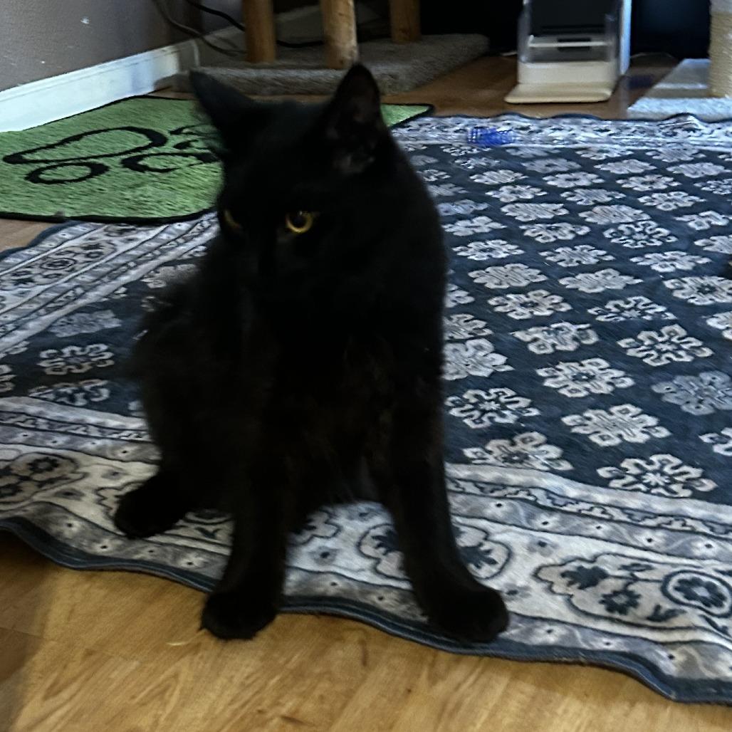 Enlarge Seven, a Adoptable Domestic Long Hair in Pleasanton, CA image 1/1