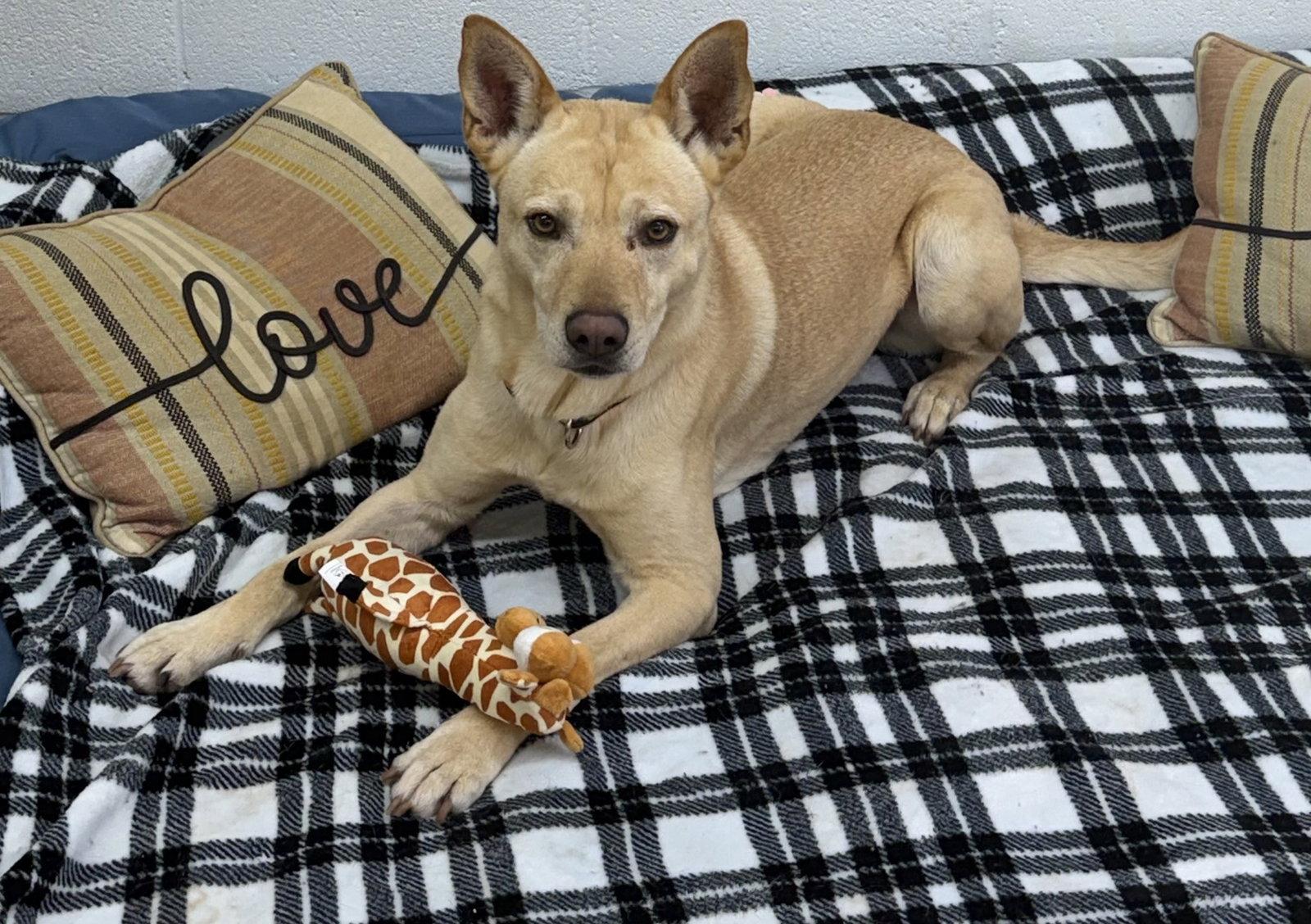 Groot, Adoptable, Adult Male Labrador Retriever & German Shepherd Dog.