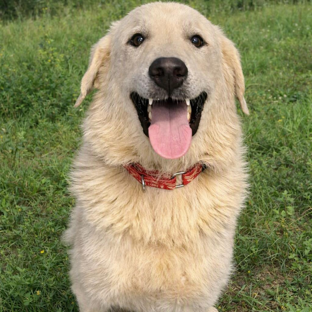CT Oslo, a Adoptable mixed breed in Stormville, NY image 1/5