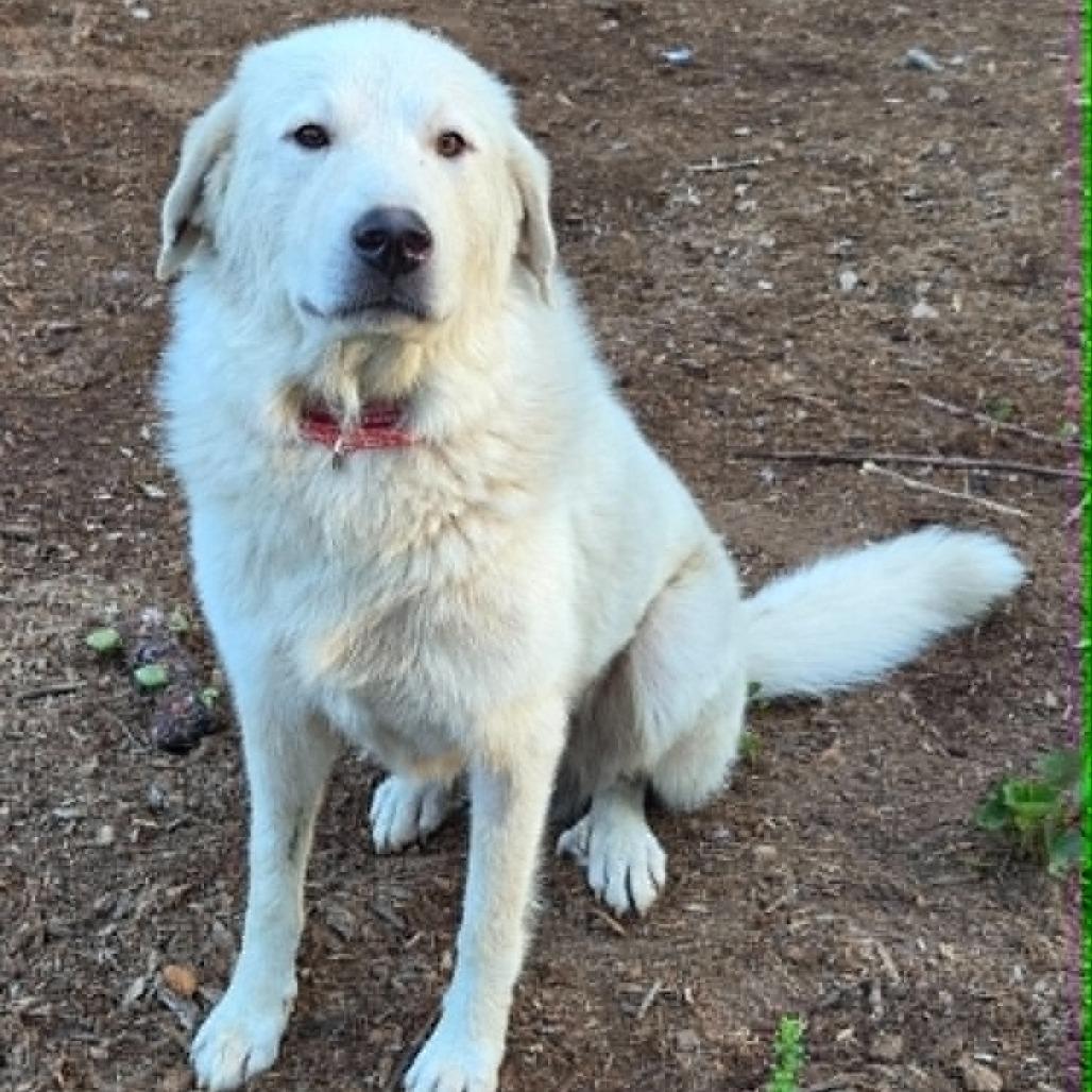 CT Oslo, a Adoptable mixed breed in Stormville, NY image 2/5