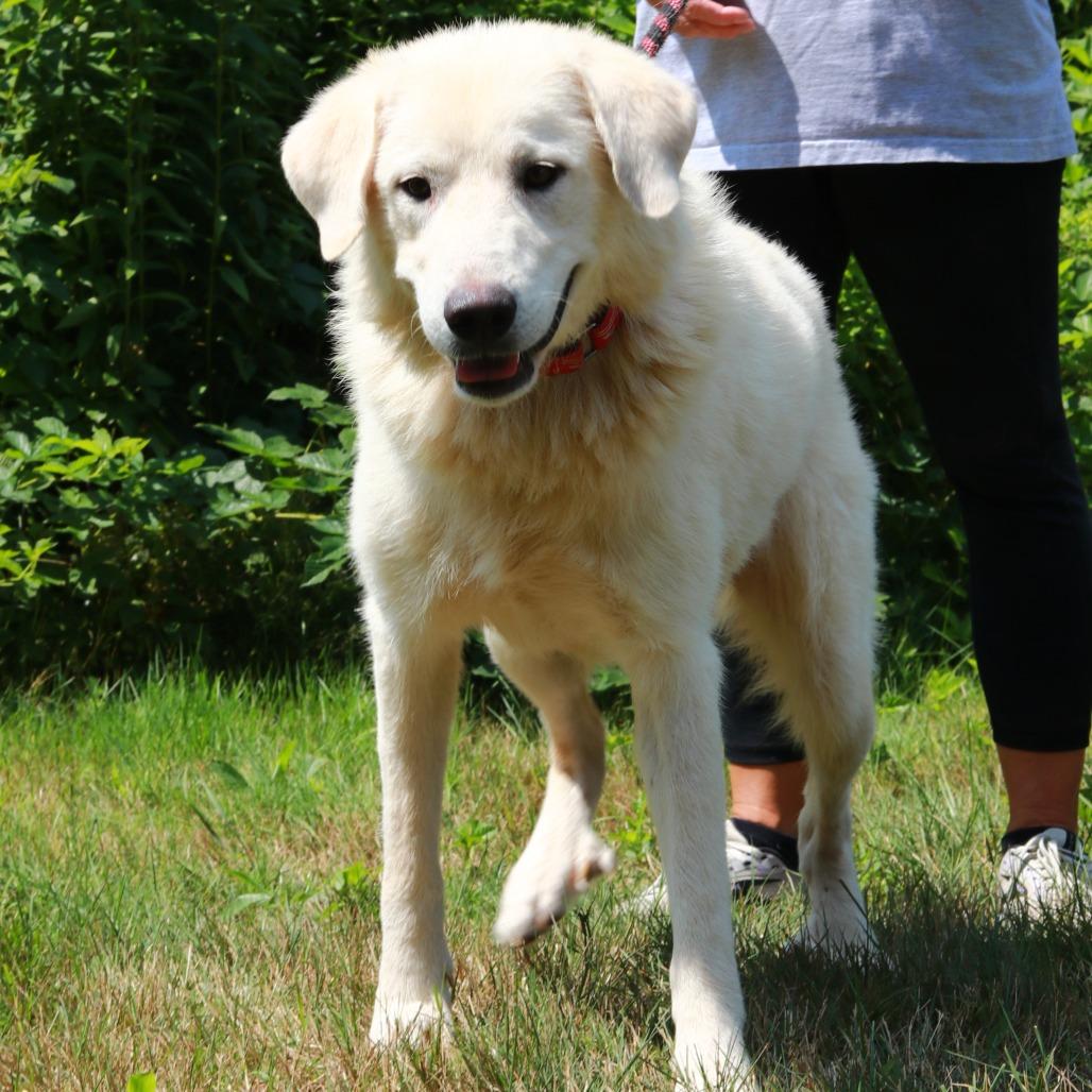 CT Oslo, a Adoptable mixed breed in Stormville, NY image 3/5