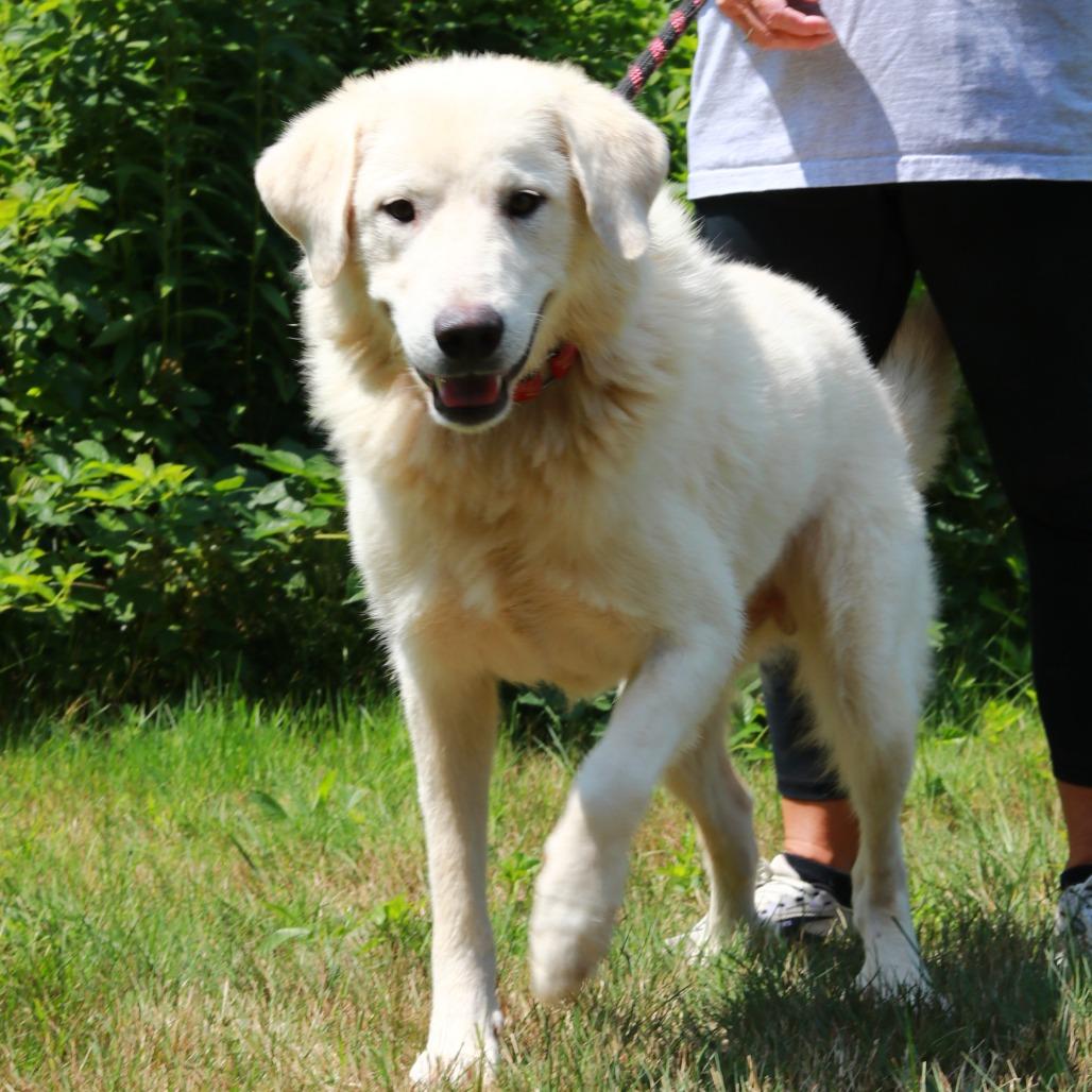 CT Oslo, a Adoptable mixed breed in Stormville, NY image 4/5