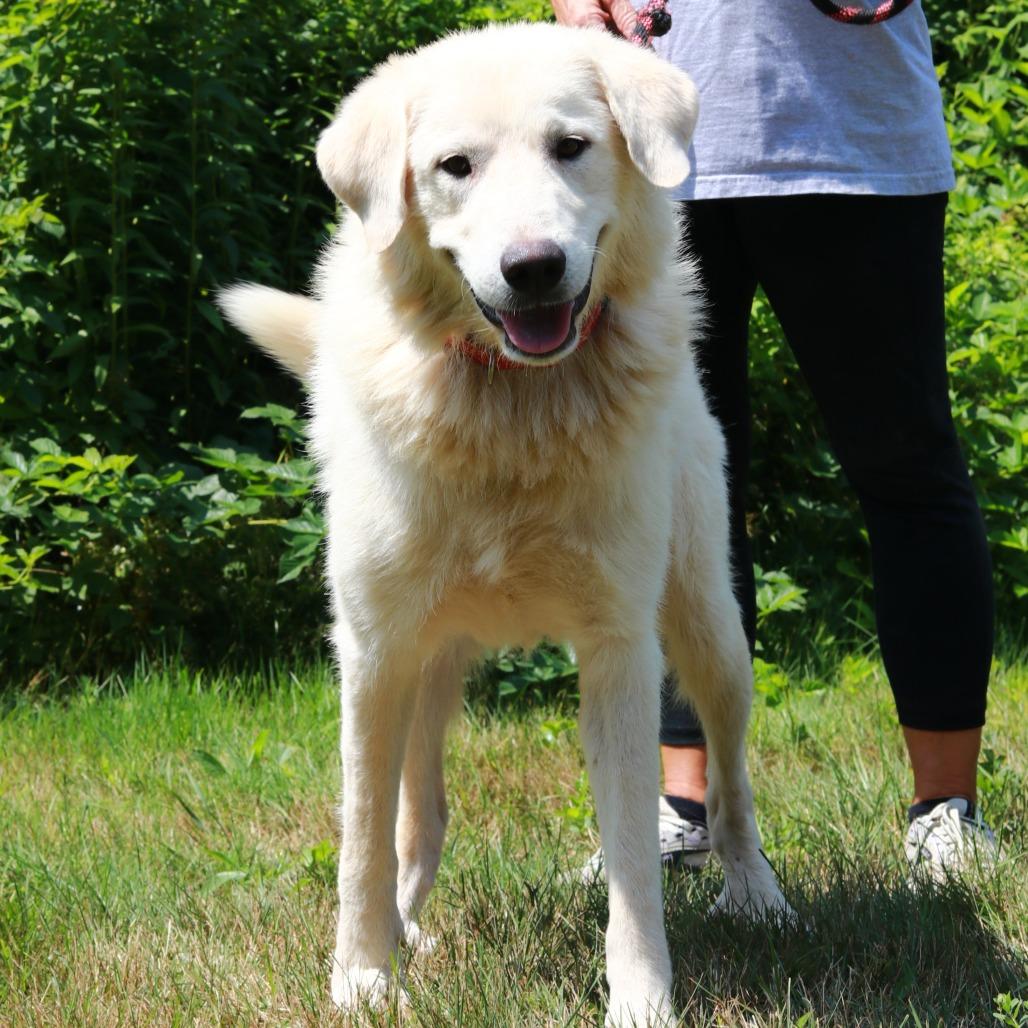 CT Oslo, a Adoptable mixed breed in Stormville, NY image 5/5