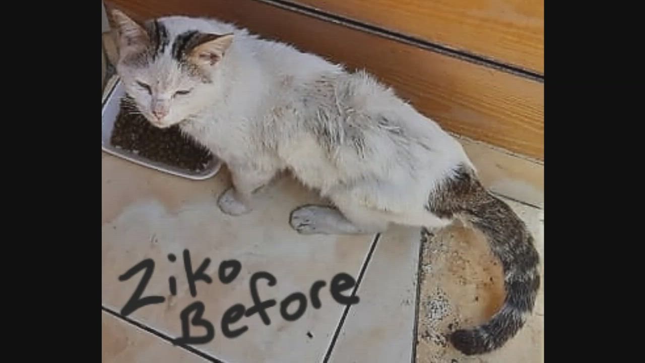 Enlarge Ziko Fantastico, a Adopted Turkish Van in Mississauga, ON video 6/11