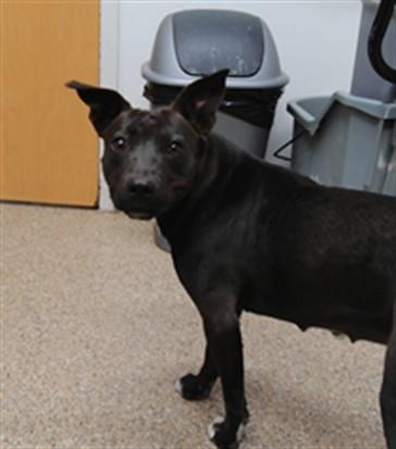BOO, Adoptable, Young Female Pit Bull Terrier & Mixed Breed.