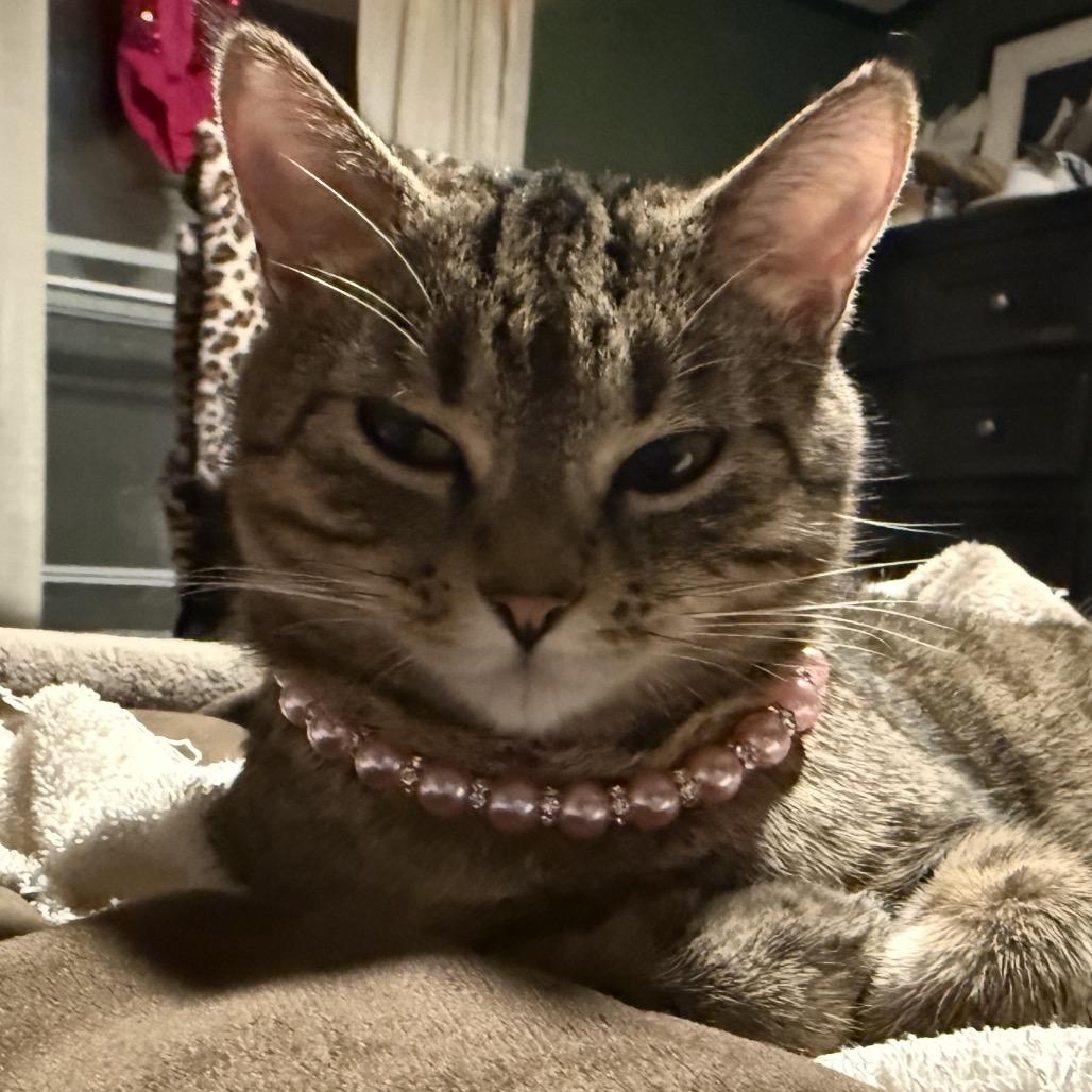 Xena, Adoptable, Adult Female Domestic Short Hair.