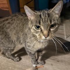 Xena, Adoptable, Adult Female Domestic Short Hair.