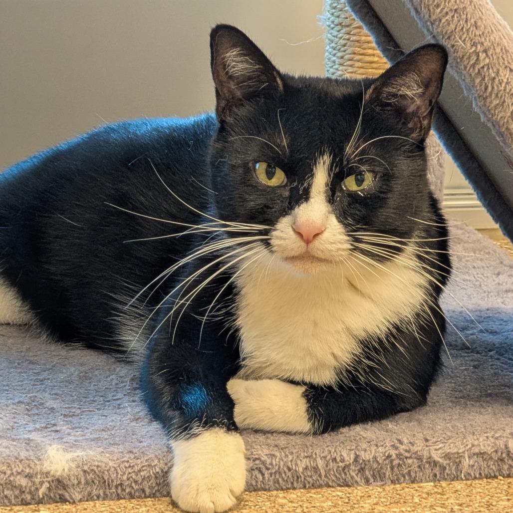 Eve, Adoptable, Adult Female Domestic Short Hair.