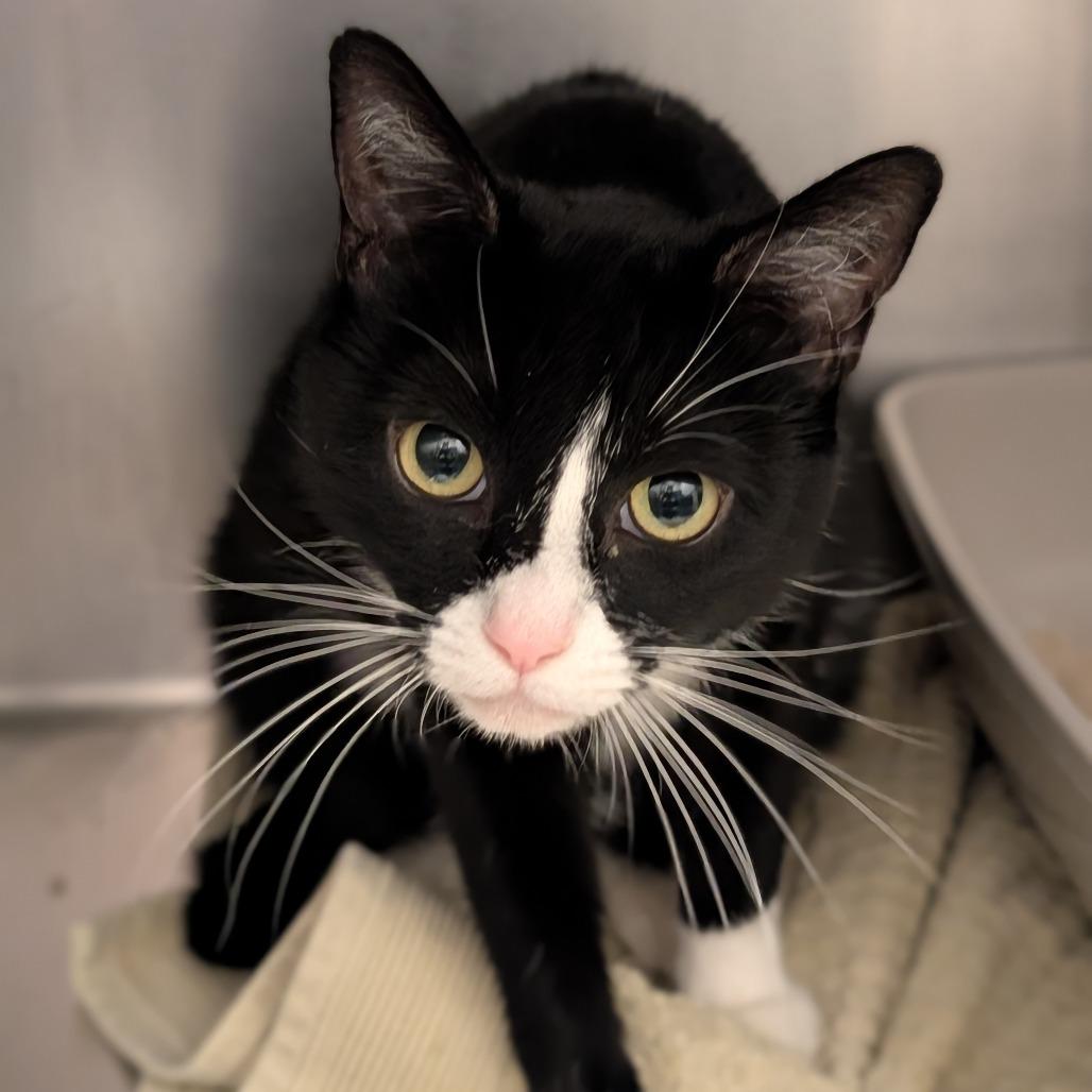 Eve, Adoptable, Adult Female Domestic Short Hair.