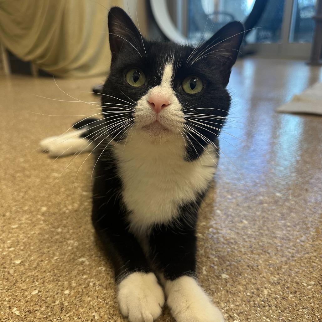 Eve, Adoptable, Adult Female Domestic Short Hair.