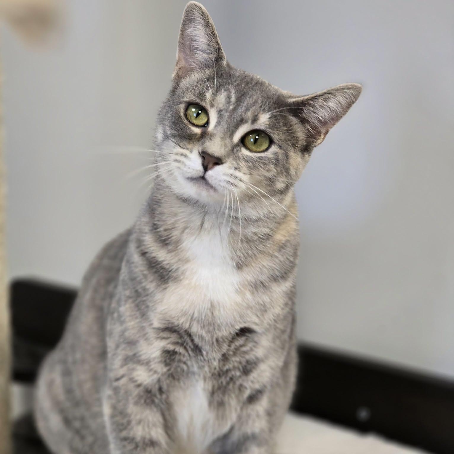 Lullaby, ADOPTABLE, Adult Female Domestic Short Hair.