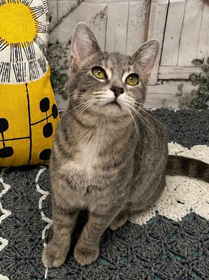 Enlarge Lullaby, a ADOPTABLE Domestic Short Hair in Effingham, IL image 2/2