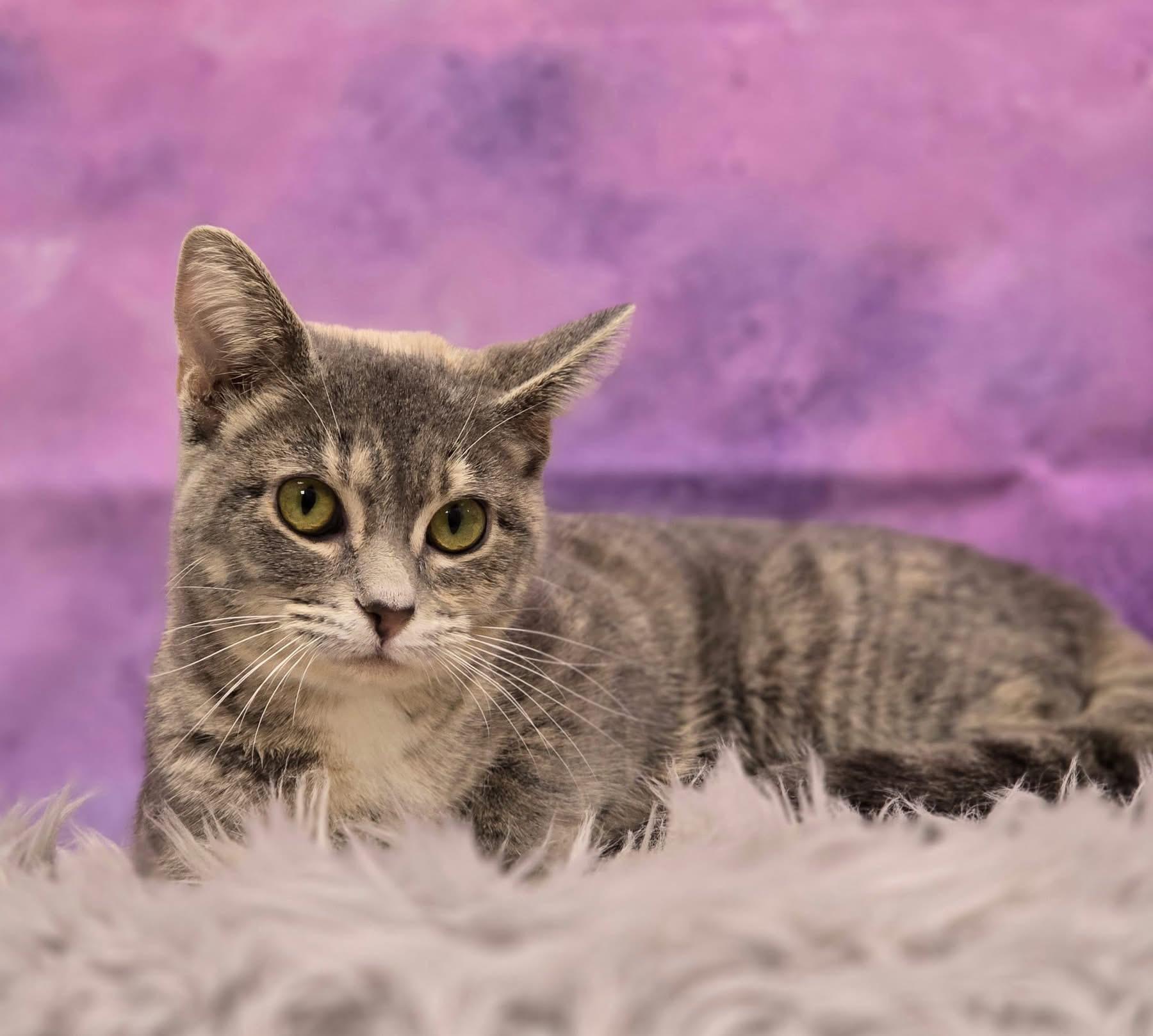 Lullaby, ADOPTABLE, Adult Female Domestic Short Hair.
