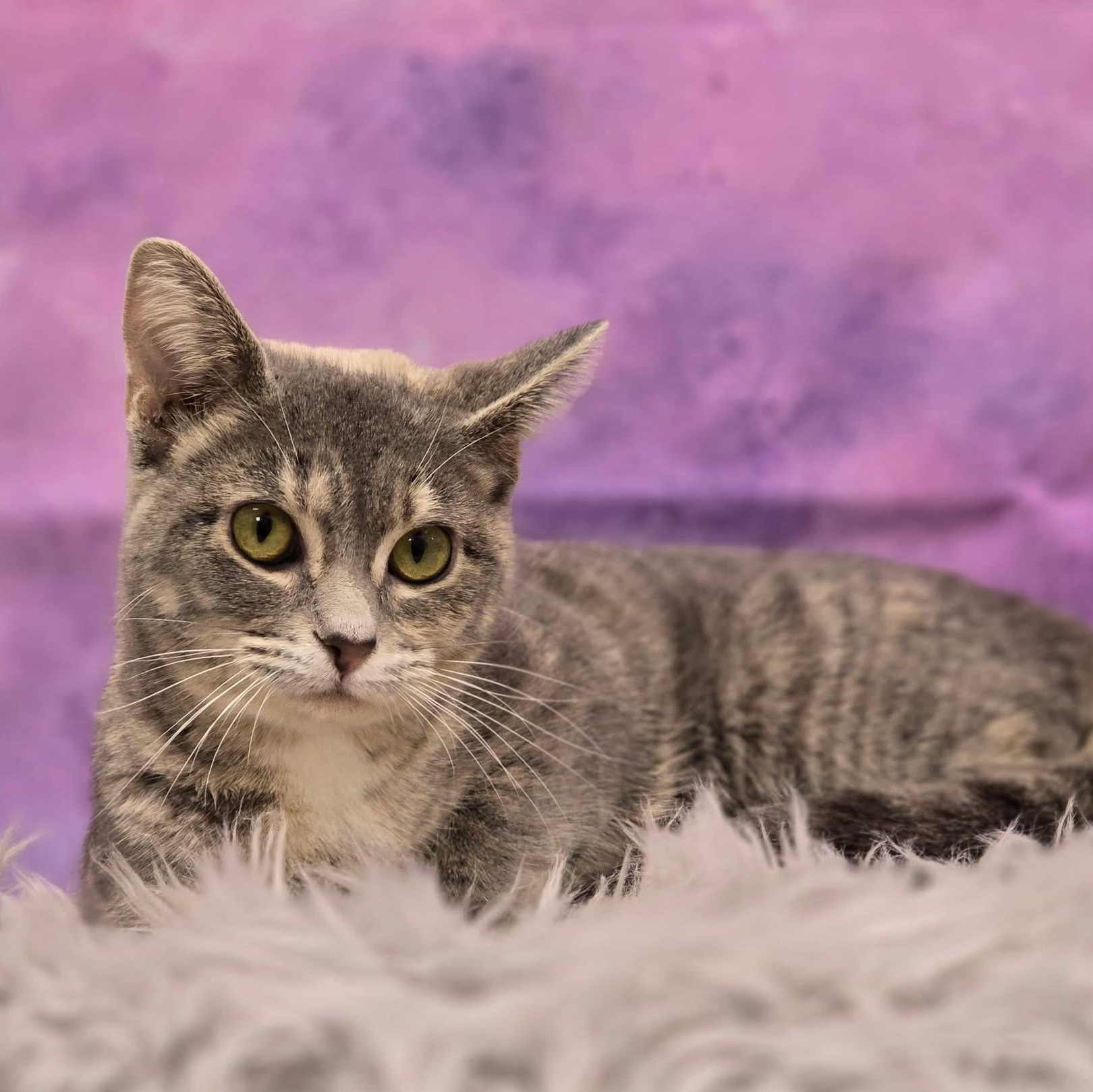 Lullaby, a ADOPTABLE Domestic Short Hair in Effingham, IL image 2/3