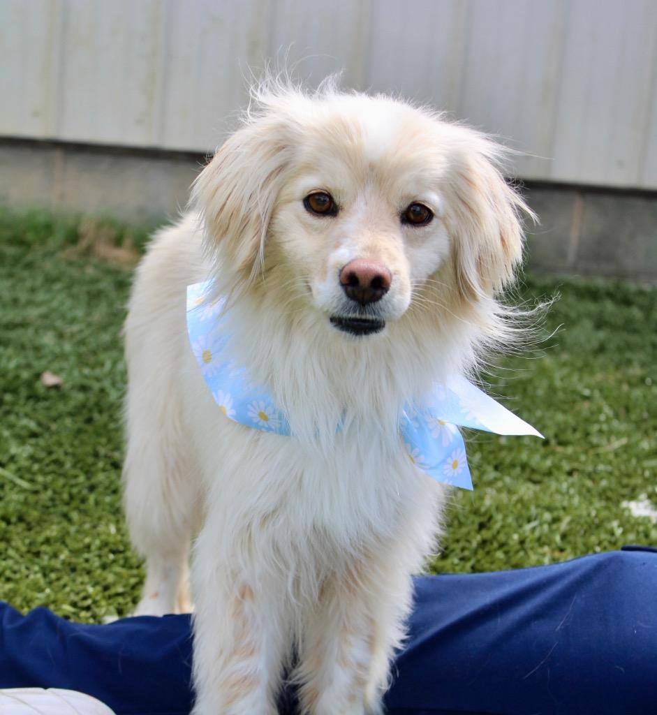 Enlarge Molly, a Adoptable Australian Shepherd in Morgantown, KY image 1/1