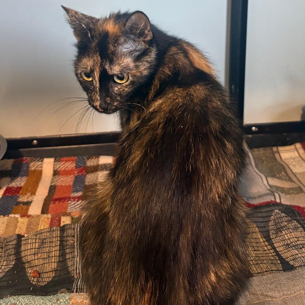 Elenor, ADOPTABLE, Adult Female Domestic Short Hair.
