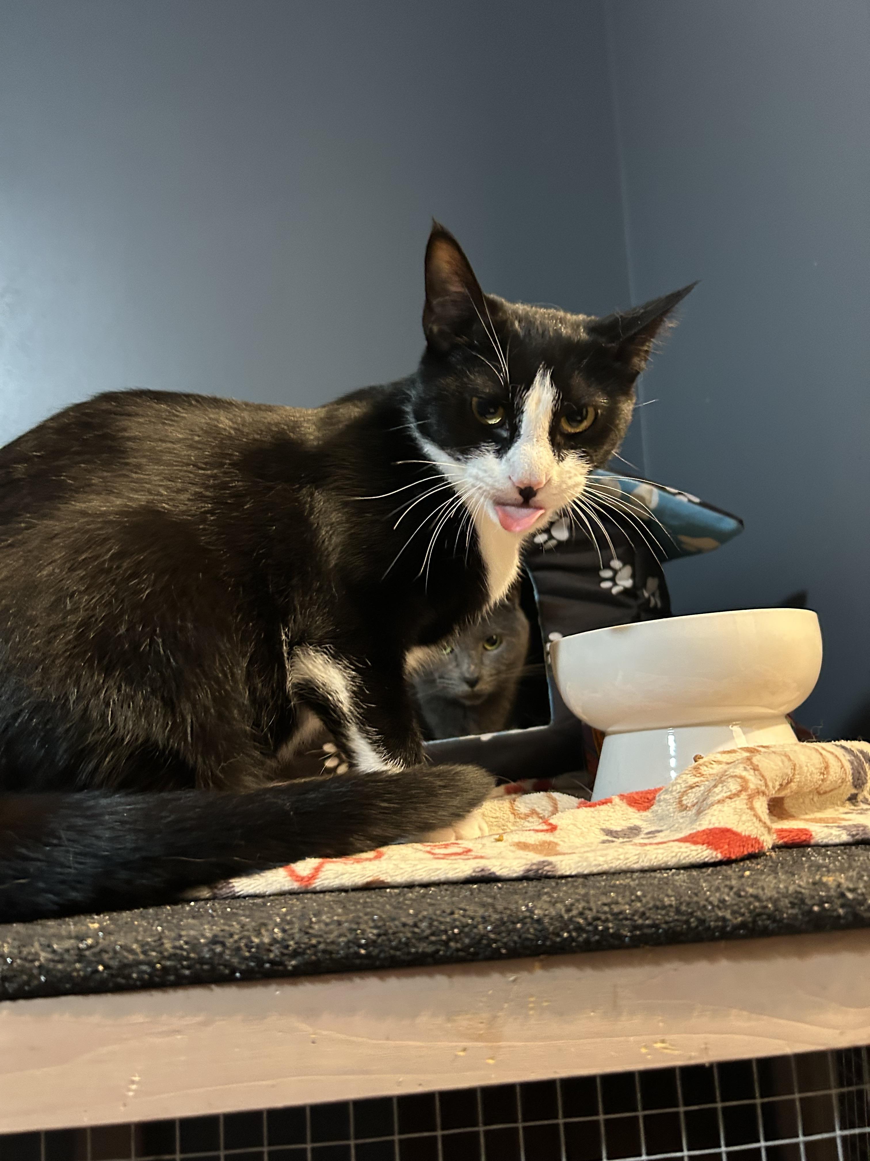 Enlarge Mary & Max, a Adoptable mixed breed in Akron, OH image 3/3